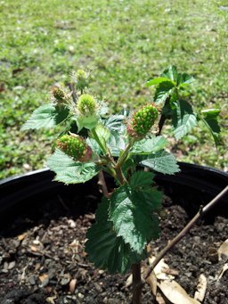 Blackberries growing in a Florida March