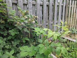 Examples of primocanes and floricanes of Rubus