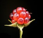 Rubus fruticosus