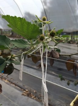 Flowers are pollinated for blackberry breeding