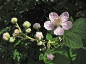 Blossoming blackberry branch Rubus in the Augustusburg Castle Park in Brühl Rhineland