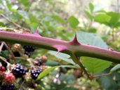 Spines on blackberry