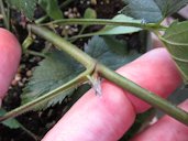 Rubus sp. (Rubus), Natchez cultivar leaves, Home Depot Kahului, Maui, Hawaii'