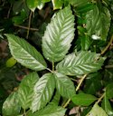 Southern Dewberry Rubus trivialis, Dallas, TX, USA