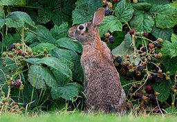 Children's book bunny. Sure it is. It is a rabbit stealing my blackberries.