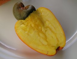 Anacardium occidentale L.  Bahia, Brazil