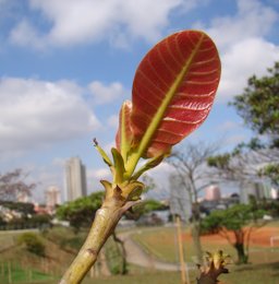 Cajueiro / Caju / Cashew / Brazil nuts (Anacardium occidentale). Brazilian native