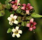 Cashew Anacardium occidentale, Mannar, Sri Lanka