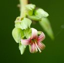 Anacardium occidentale, cashew nut flower, Ezhupunna