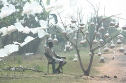 Road side sales of cashews in Mozambique's informal economy.