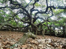 Meu ângulo preferido do Maior Cajueiro do Mundo