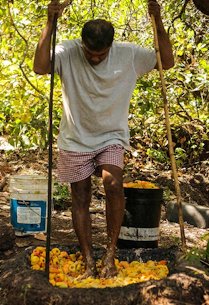 his is traditionally done by stomping on the fruit