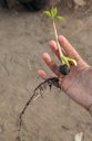 Cashew Anacardium occidentale, Canchungo, Guinea-Bissau