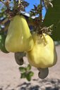 Cashew Anacardium occidentale, Groote Island, Umbakumba, NT, Australia