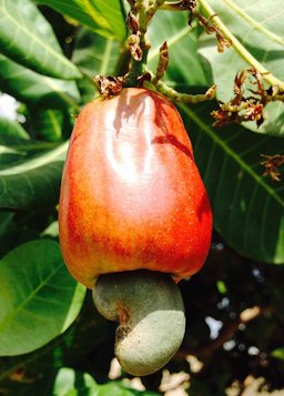 Cashew apple