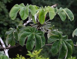 Trumpet Tree, Cecropia peltata, Canopy Tower, Panama