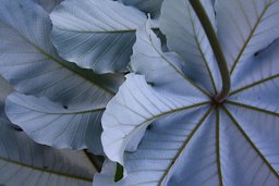 Cecropia peltata