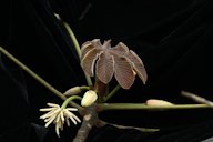 Cecropia peltata, Nicaragua