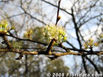 Chickasaw Plum Blossoms