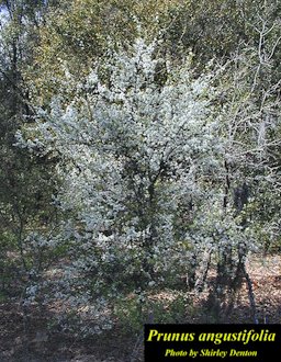 Prunus angustifolia