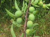 Chickasaw Plum Prunus angustifolia,  North Little Rock, AR,  US