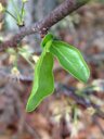 Chickasaw Plum Prunus angustifolia,  Alabama, US."