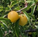 Chickasaw Plum Prunus angustifola, Cameron, TX, US