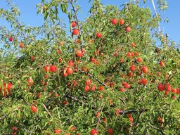 Chickasaw Plum Prunus angustifolia,  Wise County, TX,  US