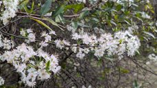 Chickasaw Plum Prunus angustifolia,  Tallahassee, FL, US