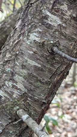 Chickasaw Plum Prunus angustifolia,  Tallahassee, FL, US