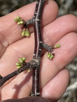 Chickasaw Plum Prunus angustifolia,  Wadesboro, NC, US