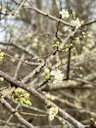 Chickasaw Plum Prunus angustifolia,  Heritage Park, Thompson's Station, TN, US