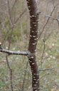 Chickasaw Plum Prunus angustifolia, Ray Roberts Lake State Park, Denton, TX, US