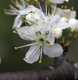 Prunus angustifolia , Chickasaw Plum