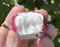 Chrysobalanus icaco (Cocoplum), Bocas Del Toro, Panama