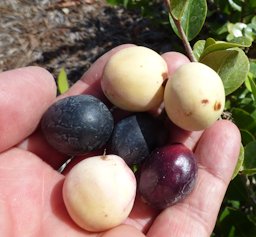 C. icaco (Cocoplum), Fruit leaves, Vitas Healthcare Delray Beach, Florida