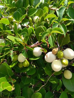 Cocoplum, Chrysobalanus icaco, Anna Maria, FL, USA