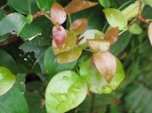 Chrysobalanus icaco (Cocoplum), Young red leaves, Holiday Inn Express Boynton Beach, Florida