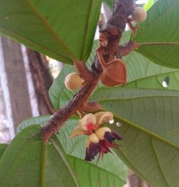 Cupuaçu Theobroma grandiflorum, Rio Branco, Acre, Brazil