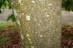 Theobroma grandiflorum, cupuacu tree