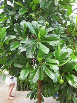 Dillenia indica L., Elephant Apple growth habit