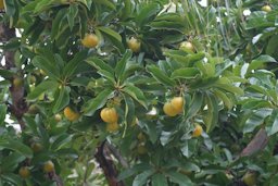 Dillenia indica, Elephant apple, Chulta/Chalta or Ouu, São João da Boa Vista, São Paulo, Brasil