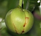 Chalta Dillenia indica flower bud in Kolkata, West Bengal, India