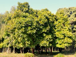 Dillenia indica L., Elephant Apple