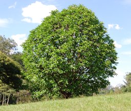 Dillenia indica - Carmo's Park - Sao Paulo City