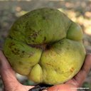 Dillenia indica L., Elephant Apple