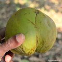 Dillenia indica L., Elephant Apple