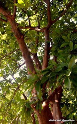 Dillenia indica L., Elephant Apple