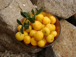 Dovyalis caffra, called Kei apples, Umkokola, Brisbane, Australia