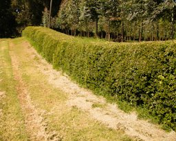 Dovyalis caffra hedge at St. Andrews school, Turi, Kenya